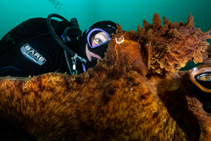 Interactions with a Giant Pacific Octopus