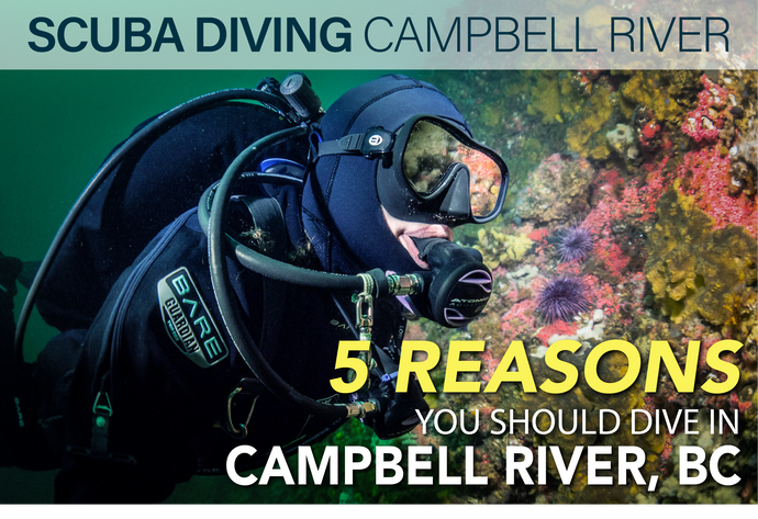 5 Reasons You Should Dive in Campbell River, British Columbia