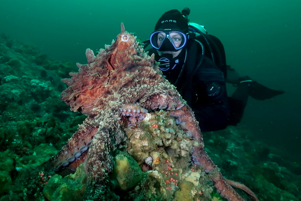 Giant Pacific Octopus - Oceanfix.ca Dive Centre | PADI Diving Courses | Dive Charters | Campbell River, BC